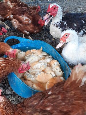  at Lebenshof Pino & Freunde in Siegen