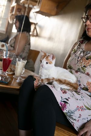 Horacia, anfitriona dando la bienvenida. at La Casa de la Gata Horacia in Santiago