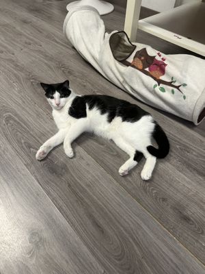   at La Gata Insubmisa in Tarragona