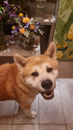  at Pastel Blumencafe in Magdeburg