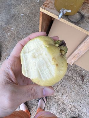 This is a fresh organic fruit I was given on the farm tour.   at Market at Sun Farm in Honolulu