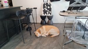 Very friendly dog living at the cafe at Veganuary - 비거뉴어리 in Incheon