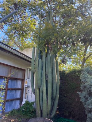  at Integrando con Sentido in Melipilla