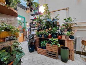 Inside the bar at Plantbar Jacqueline in Borgerhout