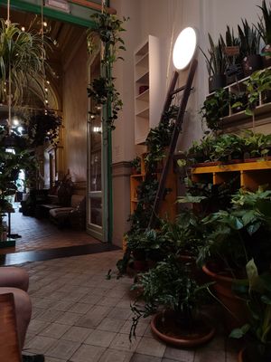  at Plantbar Jacqueline in Borgerhout