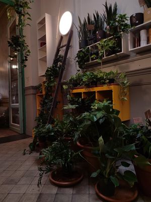  at Plantbar Jacqueline in Borgerhout