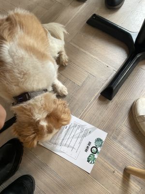 Jersey deciding on her dish  at Offbeet - Southsea in Southsea