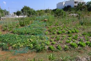 Wonderful bio garden of the Ciel Azul. at Mel de Magraneta by Ciel Azul in Ibiza