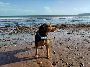 Dog beach in low season at The Miggi Vegan Guesthouse in Paignton