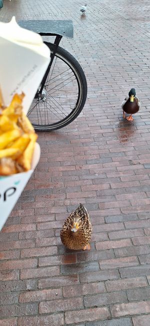  at Dapp Frietwinkel in Leiden