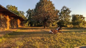 one of our horses in the evening sun :) at Oasis des Âges in Chartrier-ferriere
