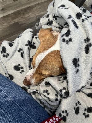   at The Buddha Bowl in Lanark