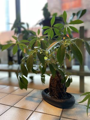   at Ruyi Modern Chinese in Melbourne