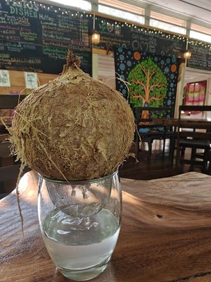 Fresh Coconut at Cafe-Bazar OM - temporarily closed in Monteverde