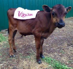 om shanti vegancalf at Govinda's Garden Cafe in Denver