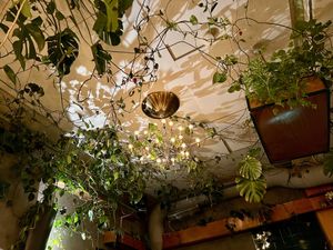 Ceiling   at Torggata Botaniske in Oslo