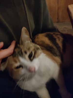  at Tatsu in San Jose Del Pacifico