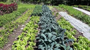 Gemüsebeete mit großer Vielfalt at Urt Da Ras in San Vigilio Di Marebbe