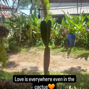 They have heart shaped cactus💚 at Sunbowl in Koh Phangan