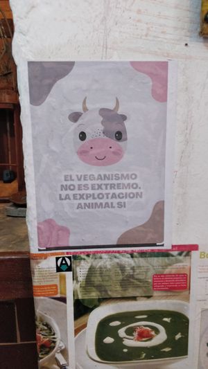  at El Shamuskiao in Havana