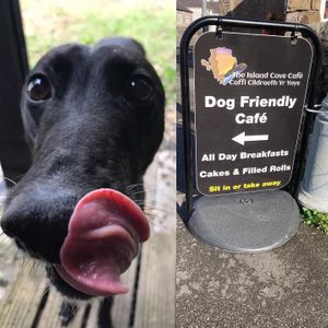 Dog friendly  at The Island Cove Cafe in Benllech