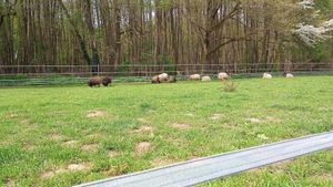 schafe chillen auf der wiese at Die MonRo Ranch - Der Lebenshof in Moenchengladbach