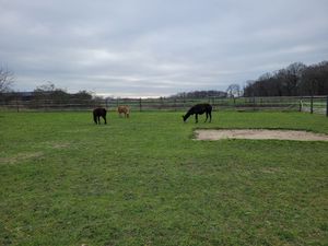 Lamas & Alpakas at Die MonRo Ranch - Der Lebenshof in Moenchengladbach