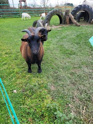 Elfriede & Emma at Die MonRo Ranch - Der Lebenshof in Moenchengladbach