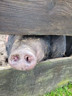 Rosi at Die MonRo Ranch - Der Lebenshof in Moenchengladbach