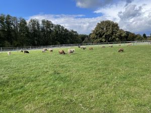   at Die MonRo Ranch - Der Lebenshof in Moenchengladbach