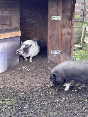   at Die MonRo Ranch - Der Lebenshof in Moenchengladbach