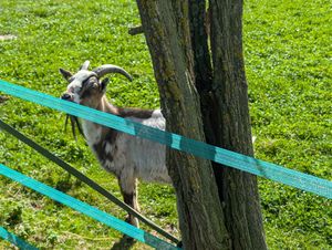   at Die MonRo Ranch - Der Lebenshof in Moenchengladbach
