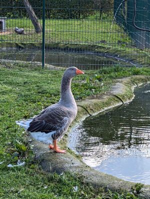   at Die MonRo Ranch - Der Lebenshof in Moenchengladbach