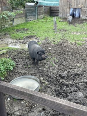   at Die MonRo Ranch - Der Lebenshof in Moenchengladbach