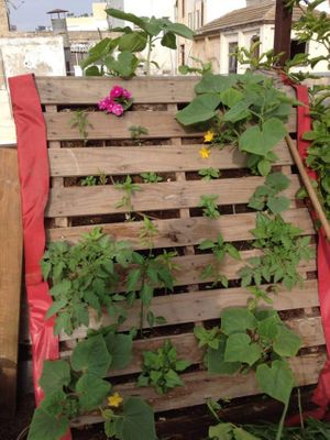 PERMACULTURE ON THE ROOF at HaBar-Kayma in Tel Aviv