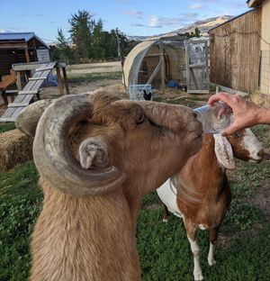  at Drunken Goats Farm in Talent