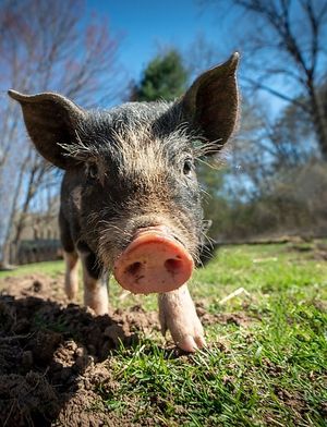  at Tamerlaine Sanctuary and Preserve in Montague