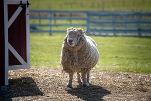  at Tamerlaine Sanctuary and Preserve in Montague
