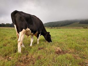  at Tamerlaine Sanctuary and Preserve in Montague