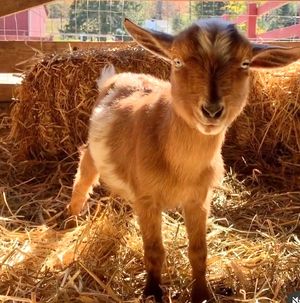  at Tamerlaine Sanctuary and Preserve in Montague