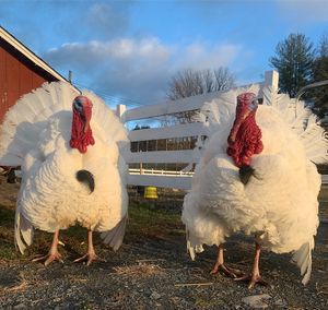  at Tamerlaine Sanctuary and Preserve in Montague