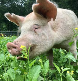  at Tamerlaine Sanctuary and Preserve in Montague