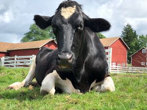  at Tamerlaine Sanctuary and Preserve in Montague