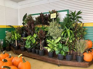  at Produce Junction in Hatboro