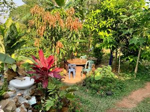  at Ronnie's Organic Coconut Garden in Koh Chang