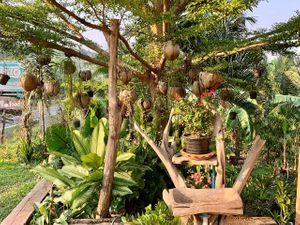  at Ronnie's Organic Coconut Garden in Koh Chang