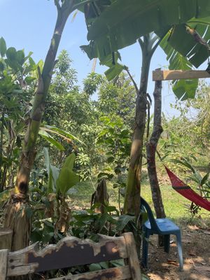   at Ronnie's Organic Coconut Garden in Koh Chang