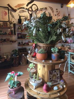 essentials oils and plants at Verdecora in Cajamarca