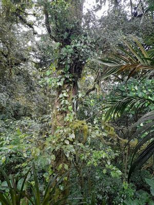 View from the balcony at Raices in Puntarenas