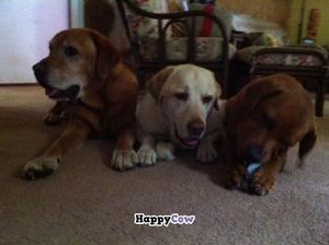 Freshies Mascots are Service Dogs at Freshies Restaurant and Bar in South Lake Tahoe